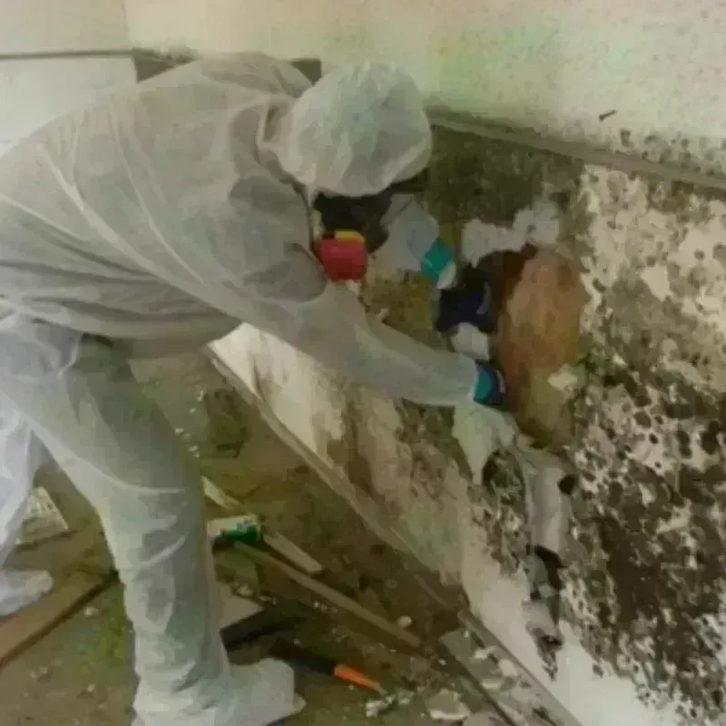 Mold Remediation and Removal in Leavenworth County, KS